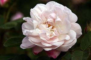 Alfredo de Damas, Rosa centifolia, Natural Perfume