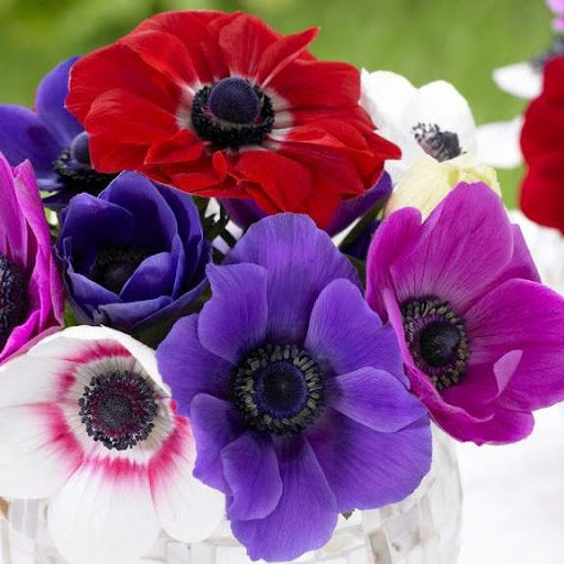 Anemone Flower Essence, Coronaria coccinea