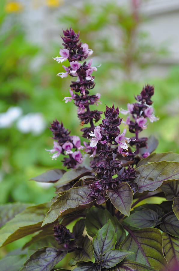 Basil Flower Essence,Ocimum basilicum