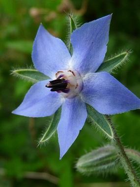 Borage Flower Essence,Boragio officinalis