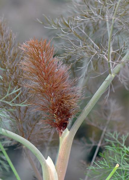 Bronze Fennel Flower Essence, Foeniculum vulgare