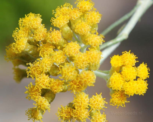 Curry, Helichrysum italicum x angustifolium, Natural Perfume