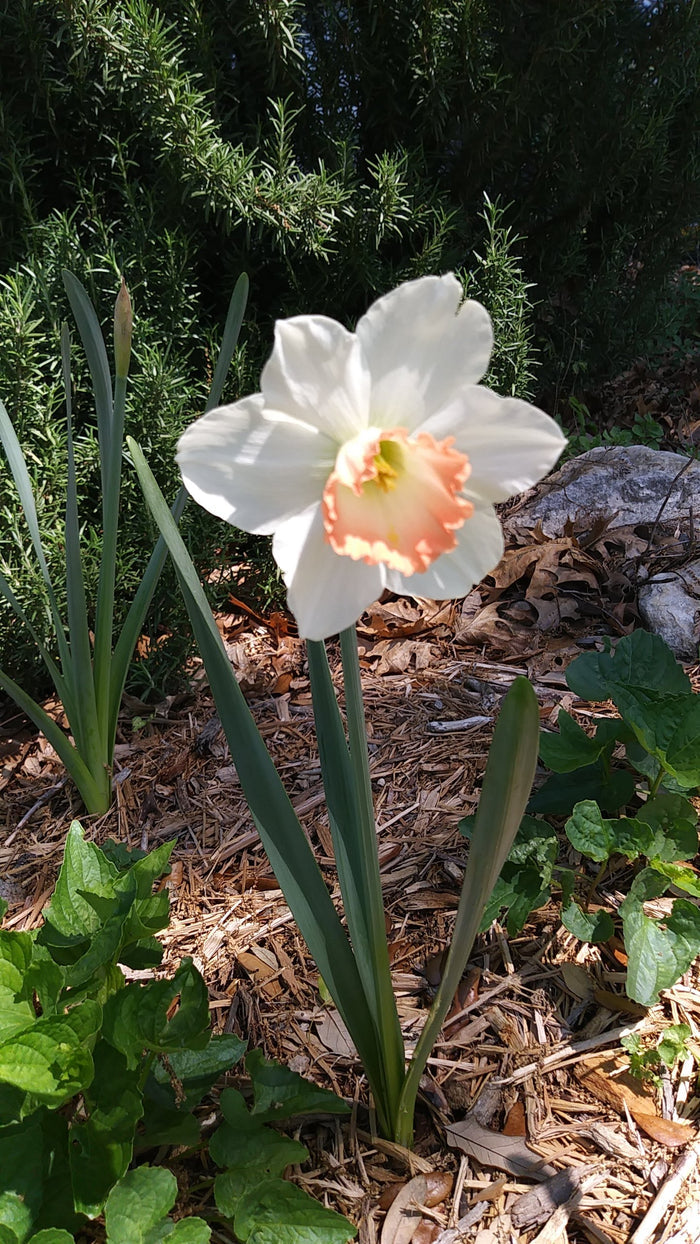 Daffodil,Narcissus naegelia, Flower Essence