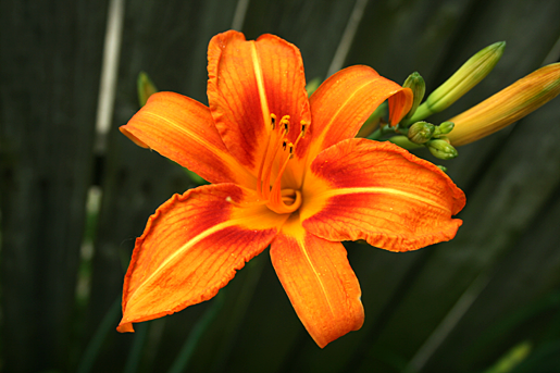 Day Lily, Hemerocallis aurantiaca, Flower Essence