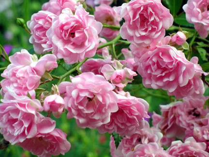Fairy Rose Antique Rose Flower Essence,Rosa chinensis minima