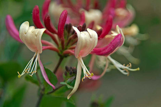 Honeysuckle, Loncera japonica, Natural Perfume