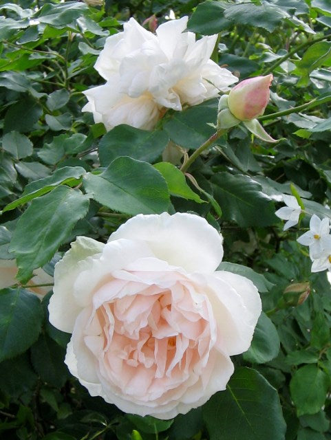 Madame-Alfred Carriere Antique Rose Flower Essence, 1879