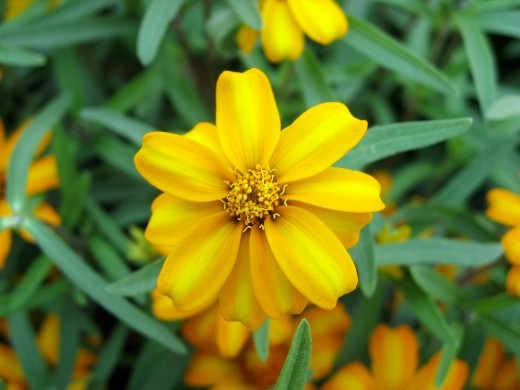 Marigold Mint Natural Perfume