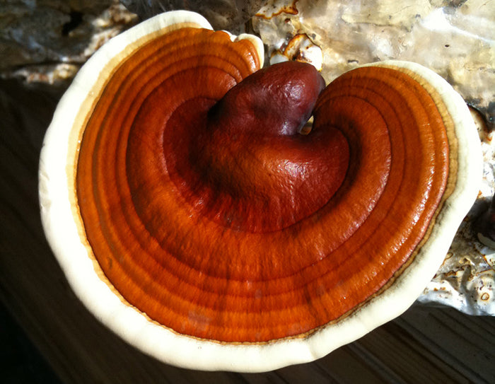Mushroom,Shitaki, Flower Essence