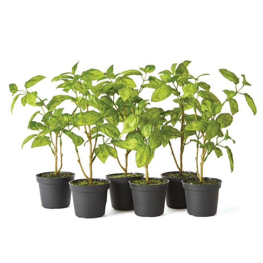 The NAPA HOME AND GARDEN - DROP IN BASIL 11" features six small potted basil plants with vibrant green leaves against a white background, offering a fresh look to any space without the need for maintenance.