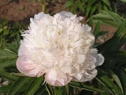 Paeonia alba herbal longevity tonic