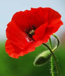 Poppy(Texas Hunnemannia fumaraefolia), Flower Essence