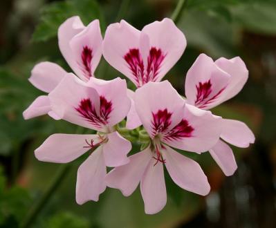 Rose Geranium Natural Perfume