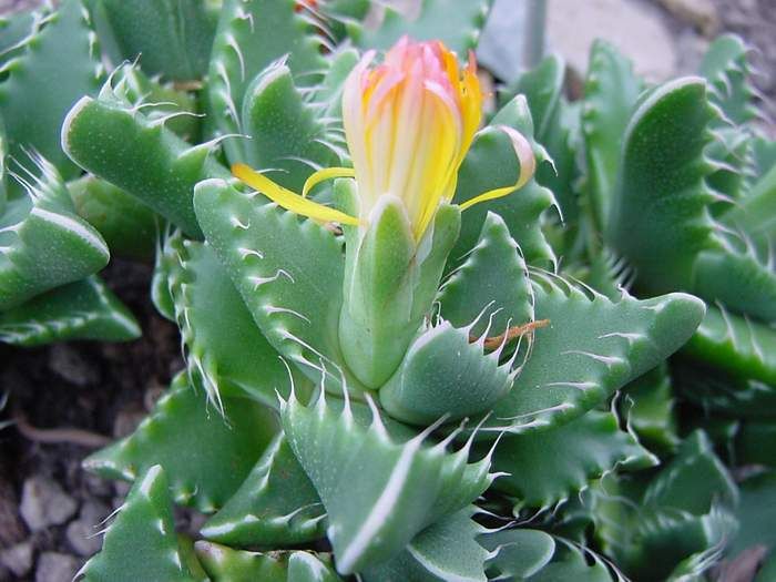Tiger's Jaw Cactus,Faucaria tuberculosa, Flower Essence